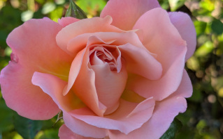 amnanda-frauen-landscape Amnanda Frauen