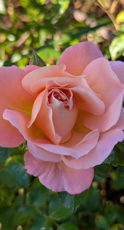 amnanda-frauen-portrait Amnanda Frauen