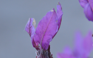 amnanda-philosophie_lavendel_landscape Amnanda Philosophie