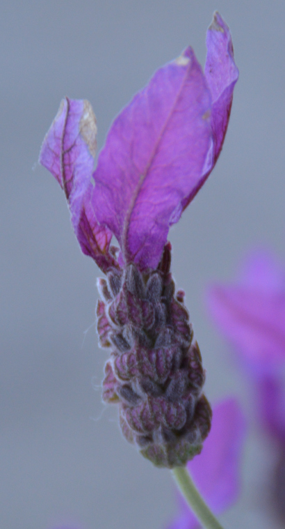 amnanda-philosophie_lavendel_portrait Amnanda Philosophie